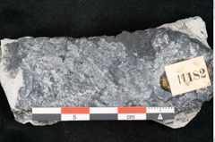 Foto (Detailansicht) von Calamites sp.  (NHMW-GEO-2024-0188-11182)
